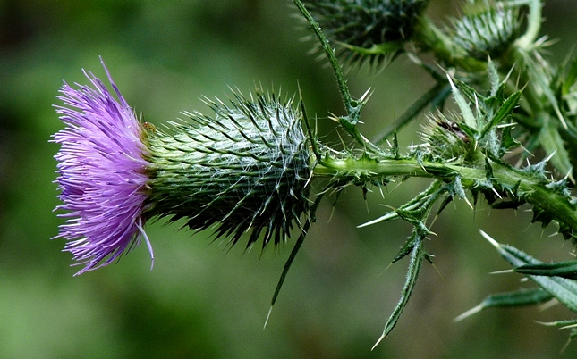 {Cirsium vulgare}